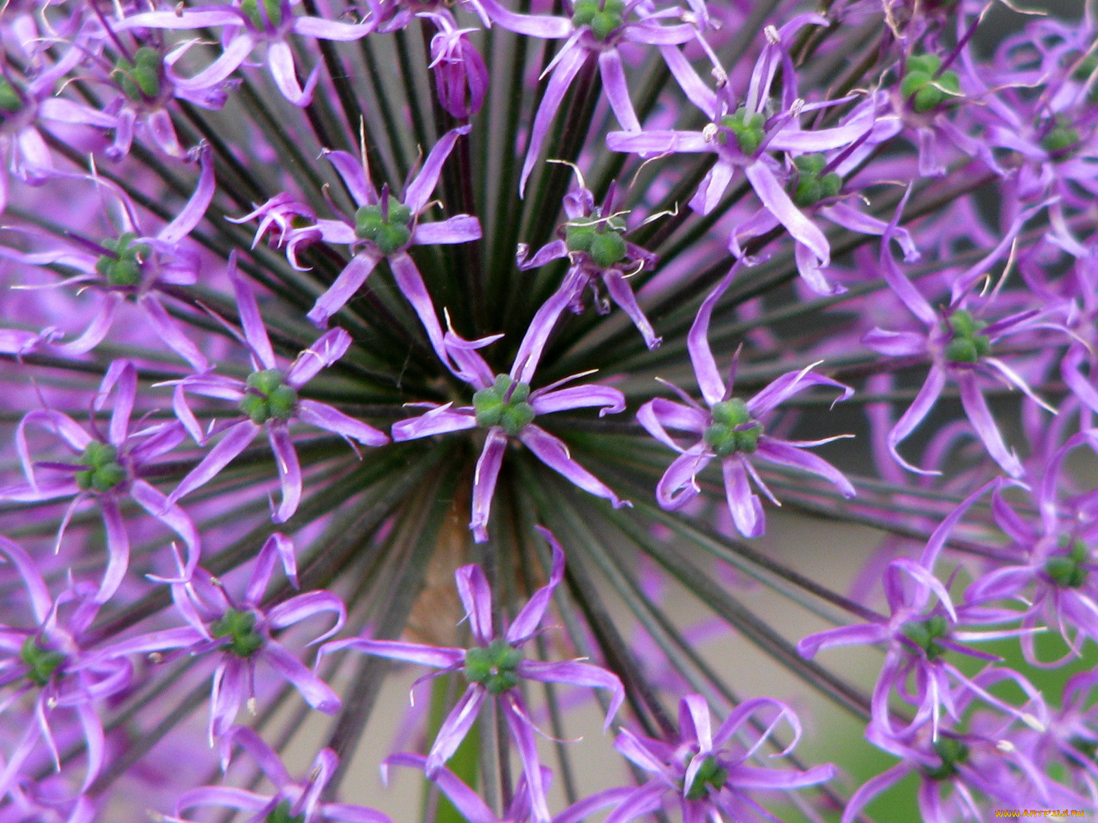 Аллиум Меркуриус. Allium longicuspis. Аллиум в букете. Блю лук обои.